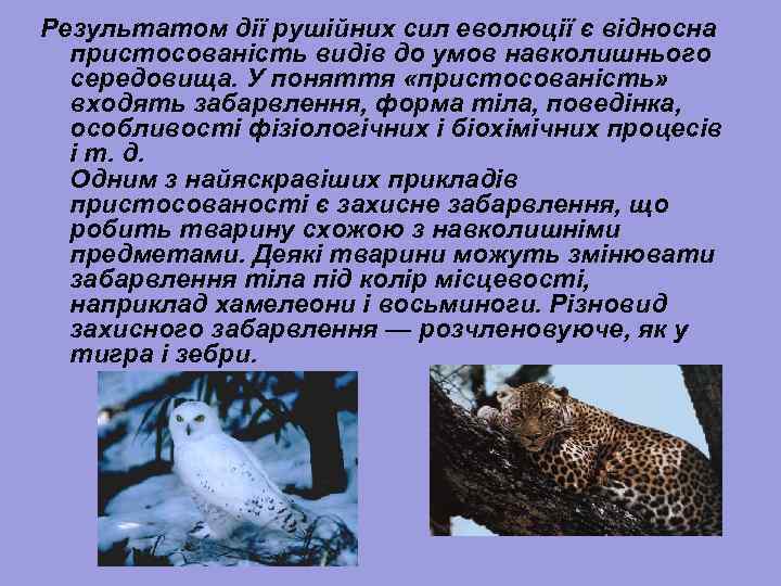 Результатом дії рушійних сил еволюції є відносна пристосованість видів до умов навколишнього середовища. У
