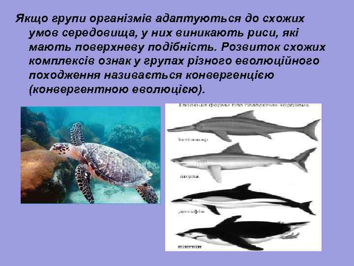 Якщо групи організмів адаптуються до схожих умов середовища, у них виникають риси, які мають