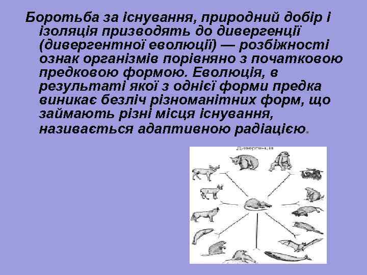 Боротьба за існування, природний добір і ізоляція призводять до дивергенції (дивергентної еволюції) — розбіжності