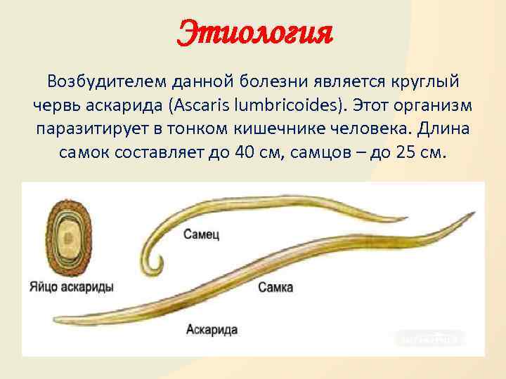Этиология Возбудителем данной болезни является круглый червь аскарида (Ascaris lumbricoides). Этот организм паразитирует в