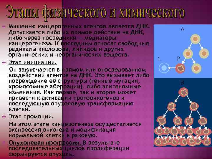  Мишенью канцерогенных агентов является ДНК. Допускается либо их прямое действие на ДНК, либо