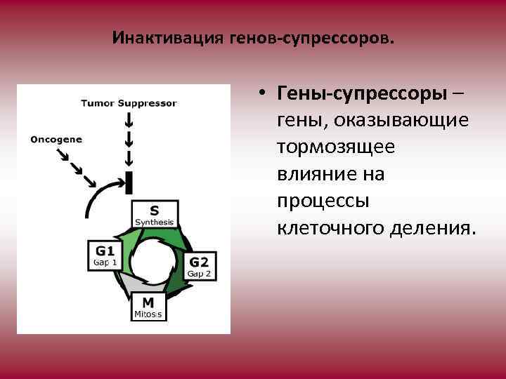 Инактивация генов-супрессоров. • Гены-супрессоры – гены, оказывающие тормозящее влияние на процессы клеточного деления. 