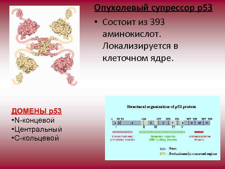 Опухолевый супрессор р53 • Состоит из 393 аминокислот. Локализируется в клеточном ядре. ДОМЕНЫ р53