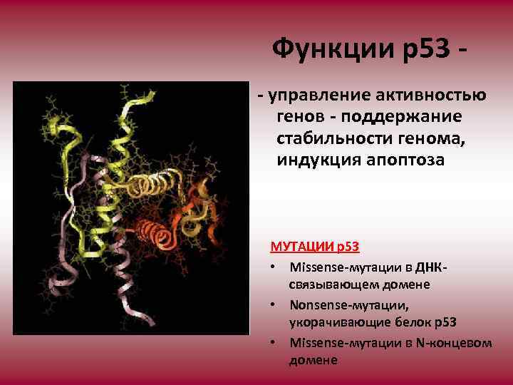  Функции р53 - управление активностью генов - поддержание стабильности генома, индукция апоптоза МУТАЦИИ