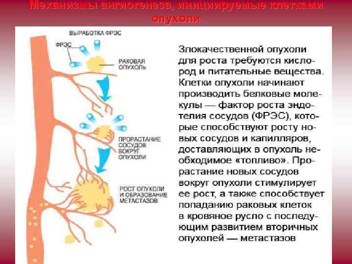 Механизмы ангиогенеза, инициируемые клетками опухоли 