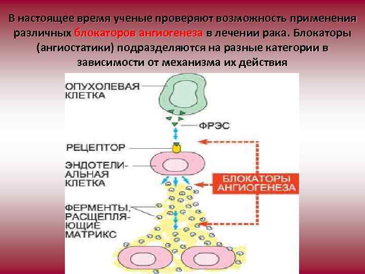 В настоящее время ученые проверяют возможность применения различных блокаторов ангиогенеза в лечении рака. Блокаторы