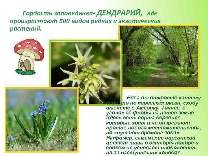 Гордость заповедника- ДЕНДРАРИЙ, где произрастают 500 видов редких и экзотических растений. Едва вы откроете