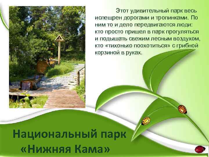 Этот удивительный парк весь испещрен дорогами и тропинками. По ним то и дело передвигаются