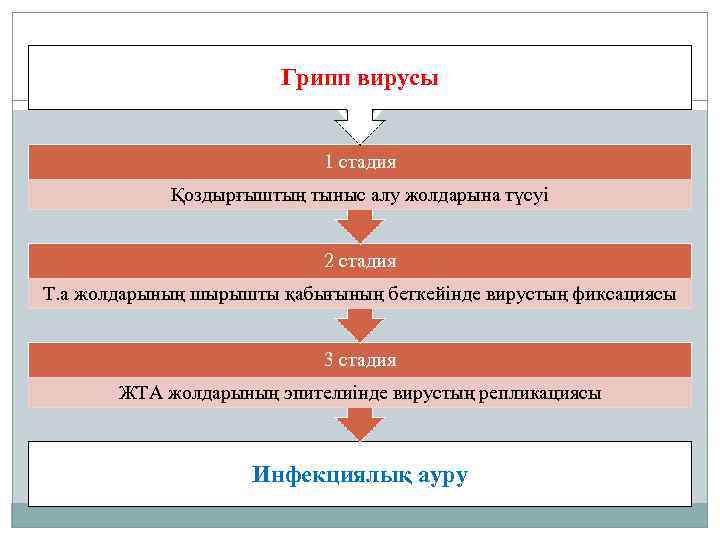 Грипп вирусы 1 стадия Қоздырғыштың тыныс алу жолдарына түсуі 2 стадия Т. а жолдарының