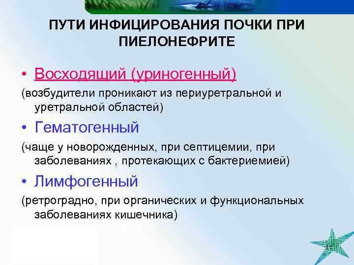 ПУТИ ИНФИЦИРОВАНИЯ ПОЧКИ ПРИ ПИЕЛОНЕФРИТЕ • Восходящий (уриногенный) (возбудители проникают из периуретральной и уретральной