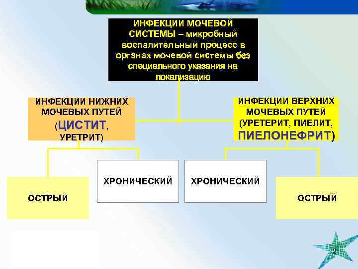 ИНФЕКЦИИ МОЧЕВОЙ СИСТЕМЫ – микробный воспалительный процесс в органах мочевой системы без специального указания