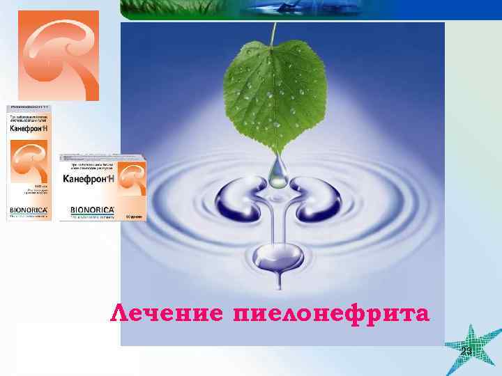 Лечение пиелонефрита 23 