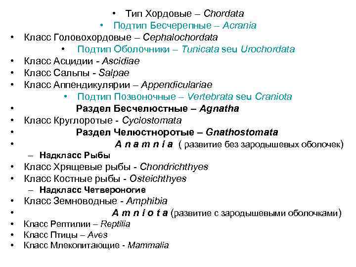  • • • Тип Хордовые – Chordatа • Подтип Бесчерепные – Acrania Класс