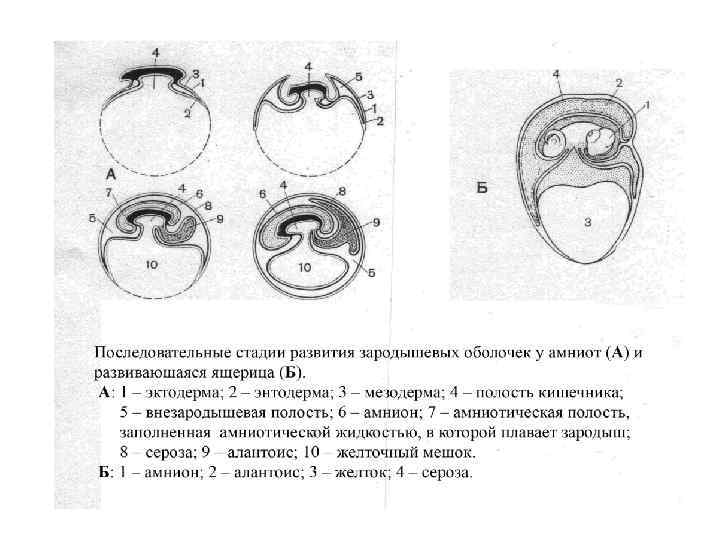 Рисунок 85 упрощенно передает структуру двух типов сообществ относящихся к наземной