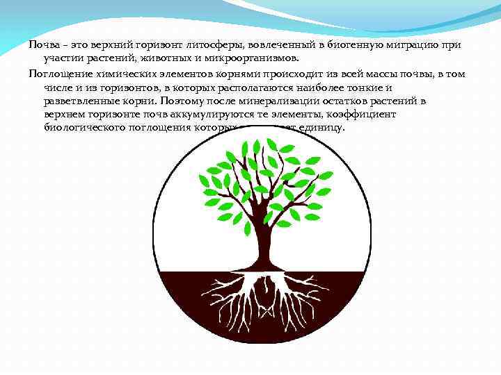 Почва – это верхний горизонт литосферы, вовлеченный в биогенную миграцию при участии растений, животных