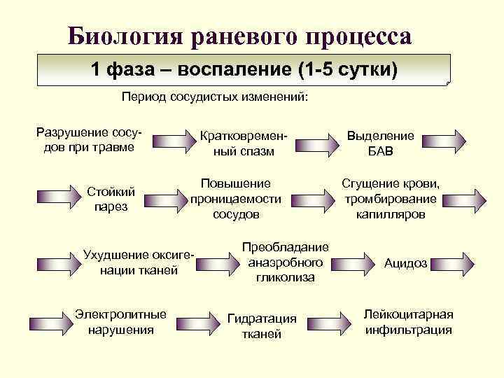 Биология раневого процесса 1 фаза – воспаление (1 -5 сутки) Период сосудистых изменений: Разрушение