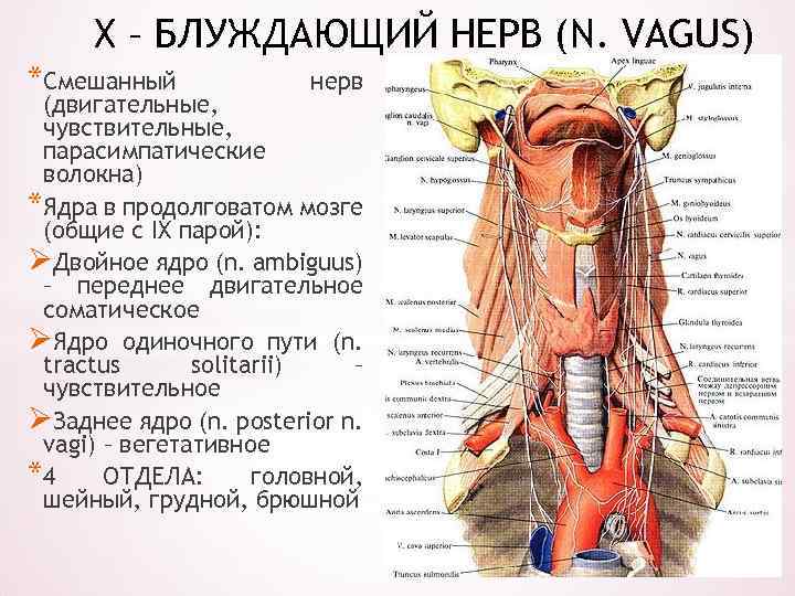 Рисунок блуждающий нерв