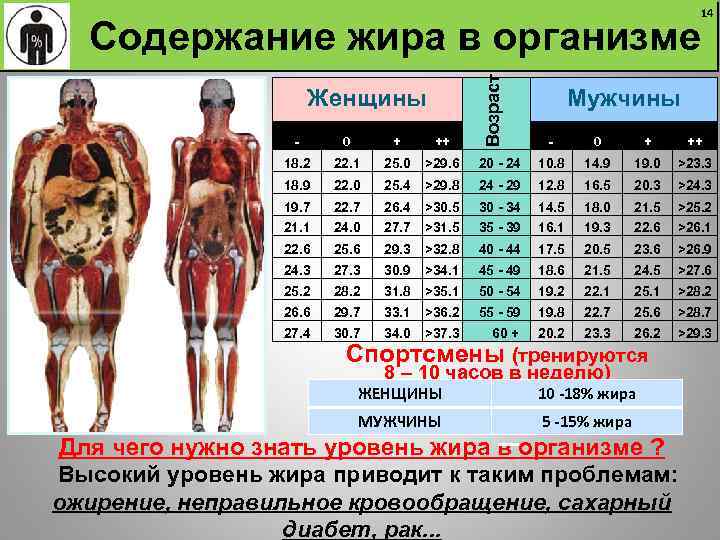 Как вычислить процент жира. Норма жира в организме. Норма жира в организме мужчины. Процент мышц в теле человека. Соотношение мышц и жира в теле.