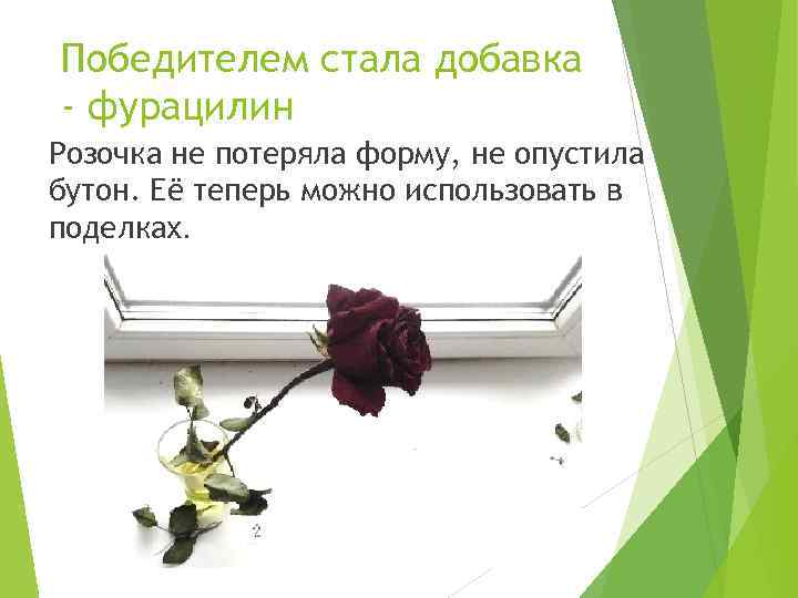 Победителем стала добавка - фурацилин Розочка не потеряла форму, не опустила бутон. Её теперь