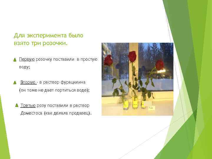 Для эксперимента было взято три розочки. Первую розочку поставили в простую воду; Вторую -