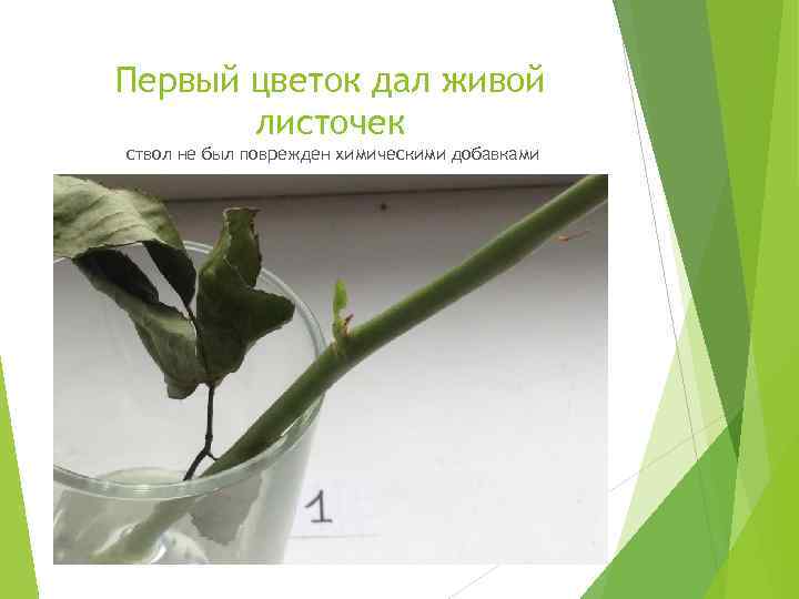 Первый цветок дал живой листочек ствол не был поврежден химическими добавками 