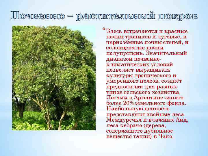 Почвенно – растительный покров * Здесь встречаются и красные почвы тропиков и луговые, и