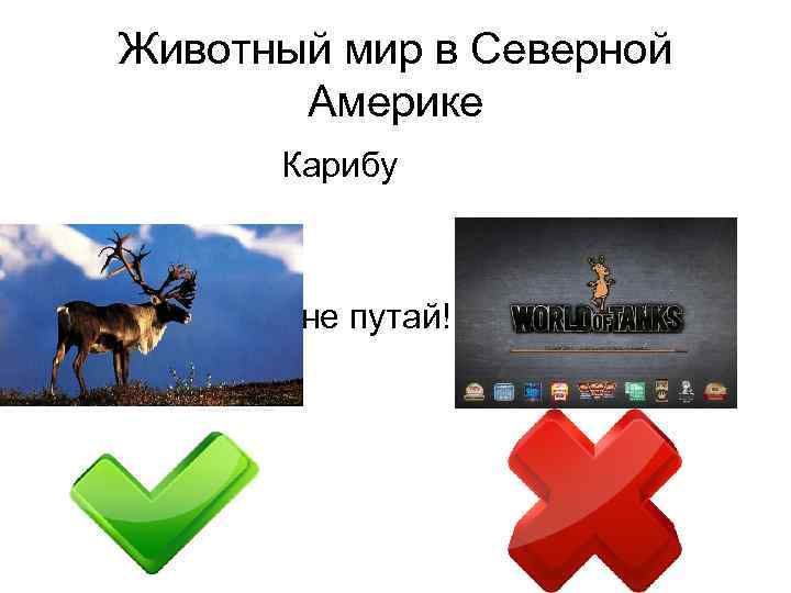 Животный мир в Северной Америке Карибу не путай! 