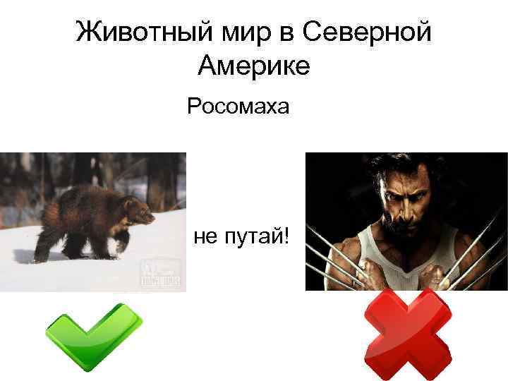 Животный мир в Северной Америке Росомаха не путай! 