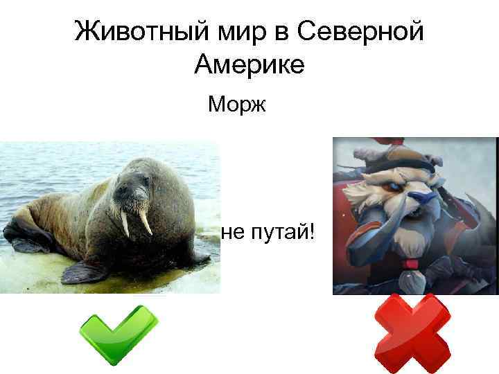 Животный мир в Северной Америке Морж не путай! 