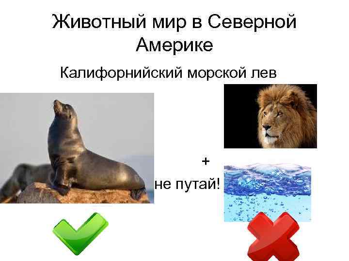 Животный мир в Северной Америке Калифорнийский морской лев + не путай! 