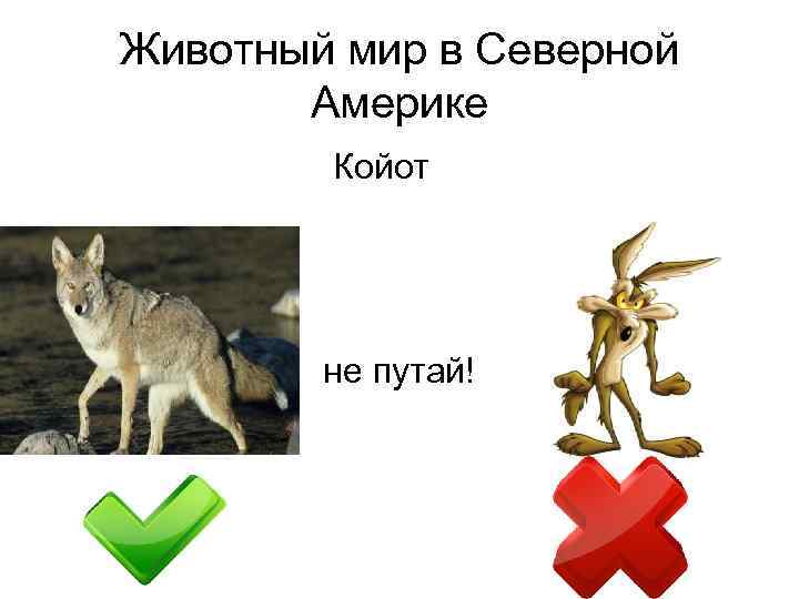 Животный мир в Северной Америке Койот не путай! 