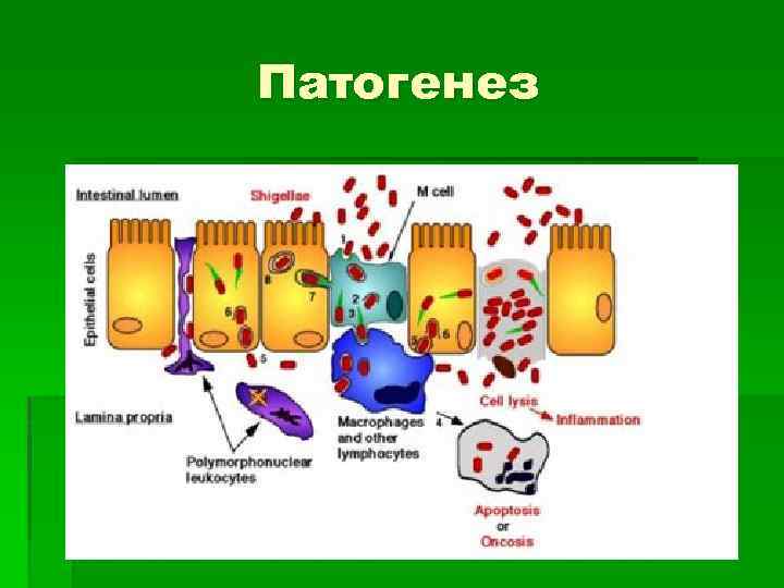 Патогенез 