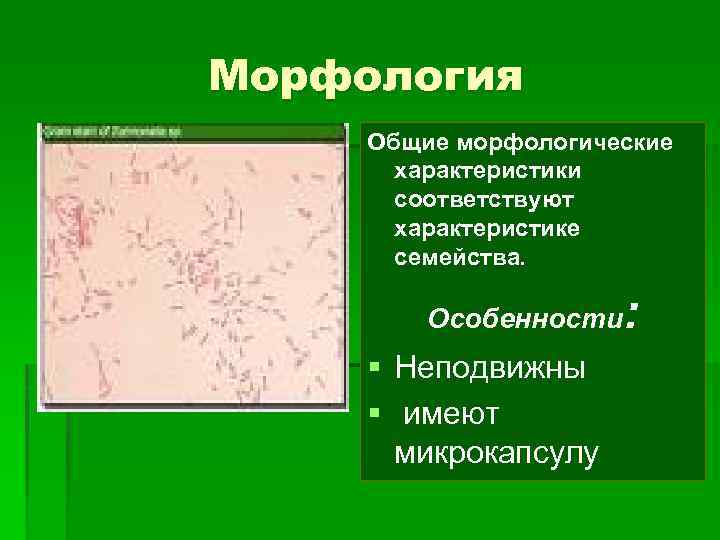 Морфологический анализ общей