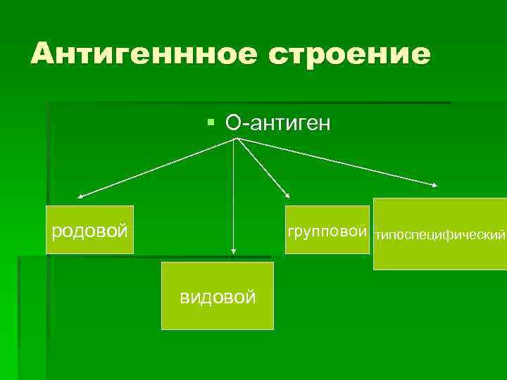 Антигеннное строение § О-антиген родовой групповой типоспецифический видовой 