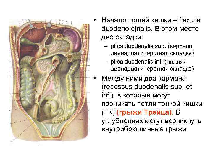 Тощая кишка. Топографическая анатомия тонкойкишок. Синтопия тонкого кишечника. Тонкая кишка анатомия топография.