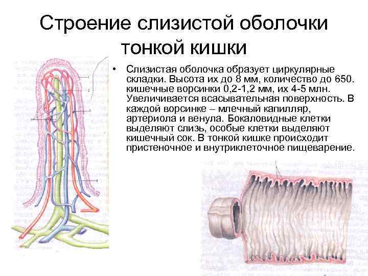 Что находится в зонах обозначенных на рисунке фрагмента тонкой кишки