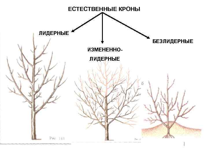 Какой фактор оказывал наибольшее влияние на формирование кроны сосен изображенных на рисунке ответ