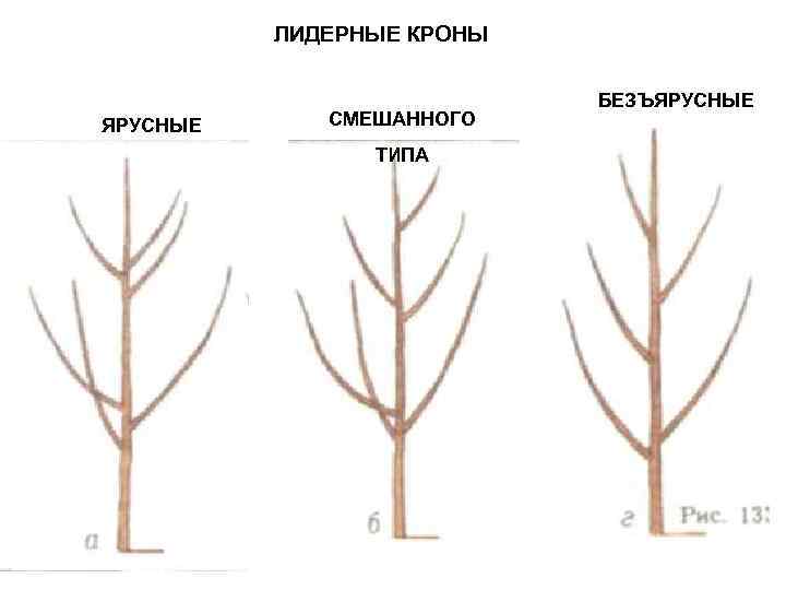 ЛИДЕРНЫЕ КРОНЫ ЯРУСНЫЕ СМЕШАННОГО ТИПА БЕЗЪЯРУСНЫЕ 