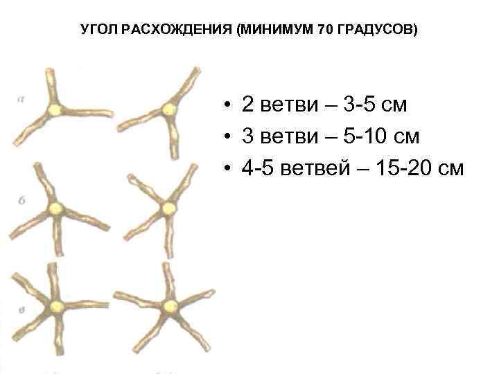 УГОЛ РАСХОЖДЕНИЯ (МИНИМУМ 70 ГРАДУСОВ) • 2 ветви – 3 -5 см • 3