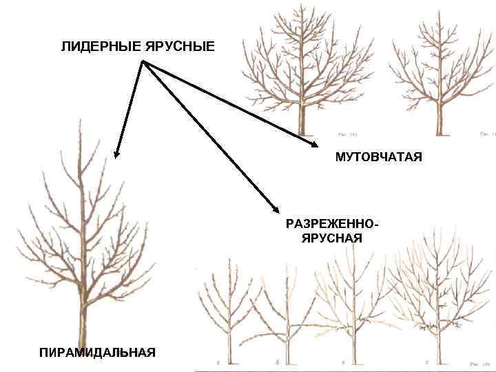 Какой фактор оказывал наибольшее влияние на формирование кроны сосен изображенных на рисунке ответ