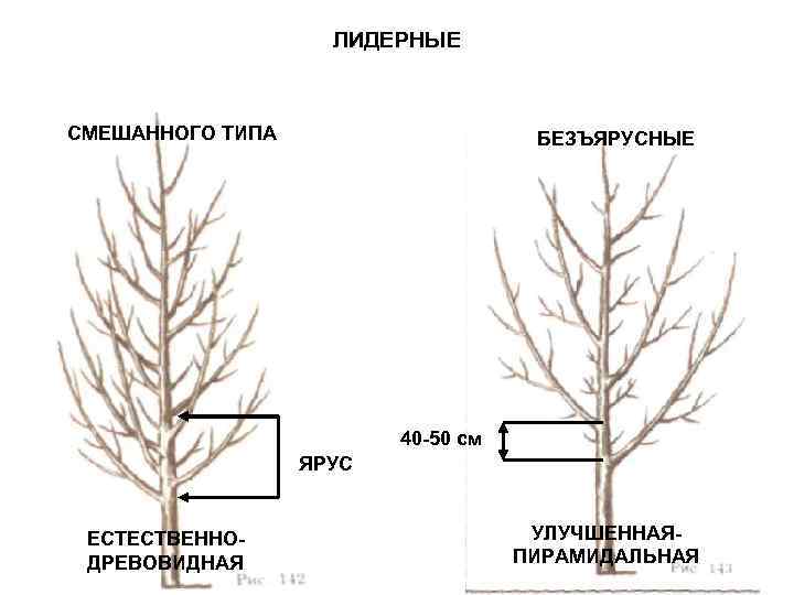 ЛИДЕРНЫЕ СМЕШАННОГО ТИПА БЕЗЪЯРУСНЫЕ 40 -50 см ЯРУС ЕСТЕСТВЕННОДРЕВОВИДНАЯ УЛУЧШЕННАЯПИРАМИДАЛЬНАЯ 