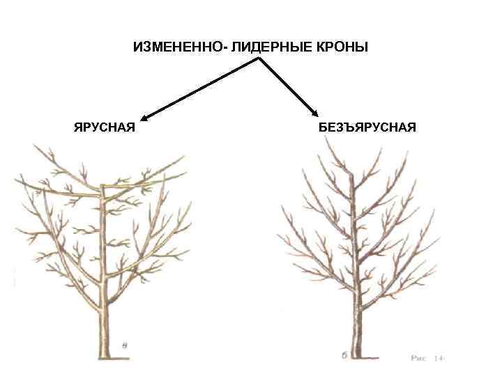 ИЗМЕНЕННО- ЛИДЕРНЫЕ КРОНЫ ЯРУСНАЯ БЕЗЪЯРУСНАЯ 