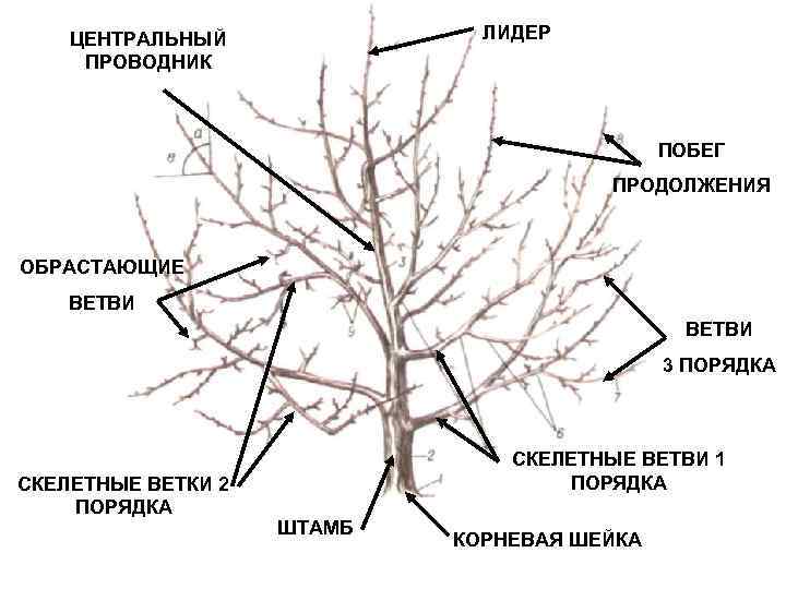 ЛИДЕР ЦЕНТРАЛЬНЫЙ ПРОВОДНИК ПОБЕГ ПРОДОЛЖЕНИЯ ОБРАСТАЮЩИЕ ВЕТВИ 3 ПОРЯДКА СКЕЛЕТНЫЕ ВЕТКИ 2 ПОРЯДКА СКЕЛЕТНЫЕ