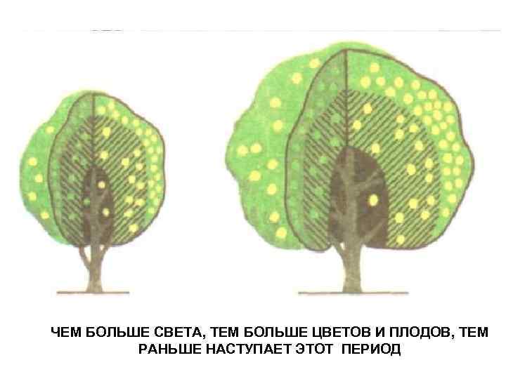 ЧЕМ БОЛЬШЕ СВЕТА, ТЕМ БОЛЬШЕ ЦВЕТОВ И ПЛОДОВ, ТЕМ РАНЬШЕ НАСТУПАЕТ ЭТОТ ПЕРИОД 