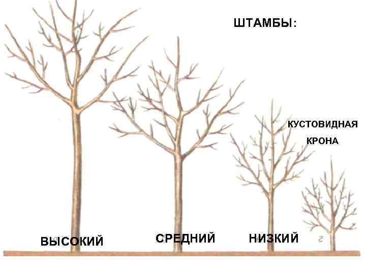 ШТАМБЫ: КУСТОВИДНАЯ КРОНА ВЫСОКИЙ СРЕДНИЙ НИЗКИЙ 