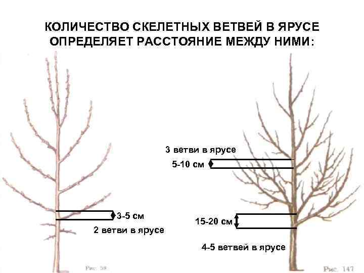 КОЛИЧЕСТВО СКЕЛЕТНЫХ ВЕТВЕЙ В ЯРУСЕ ОПРЕДЕЛЯЕТ РАССТОЯНИЕ МЕЖДУ НИМИ: 3 ветви в ярусе 5