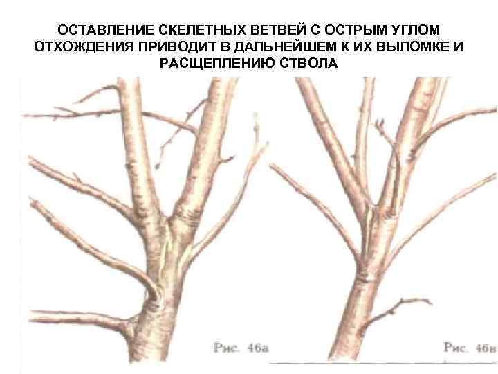 Сон обрезать. Угол отхождения ветви яблони. Угол отхождения скелетных веток от ствола. Угол отхождения ветки от ствола. Острый угол отхождения ветвей.