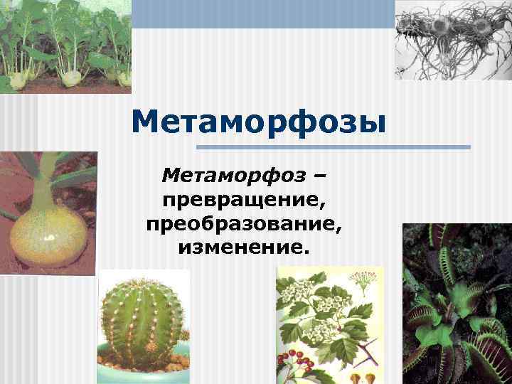 Метаморфозы Метаморфоз – превращение, преобразование, изменение. 