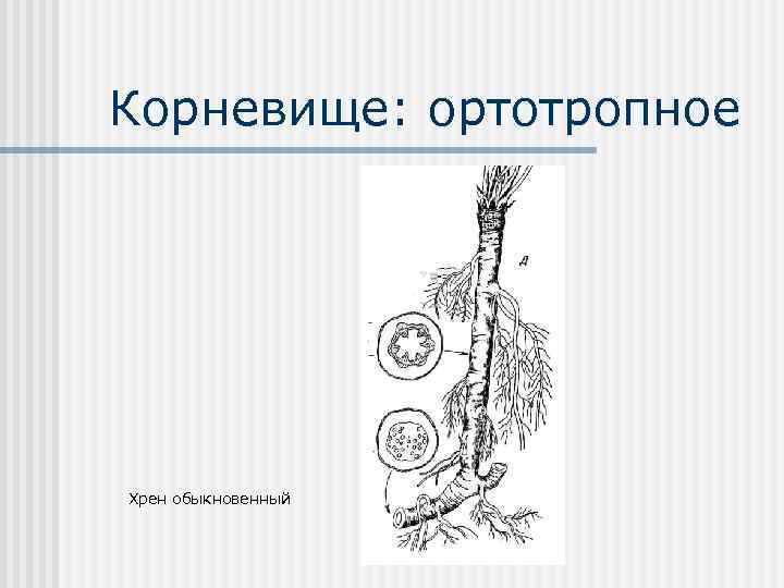 Корневище: ортотропное Хрен обыкновенный 