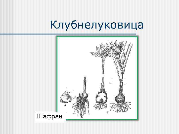 Клубнелуковица Шафран 